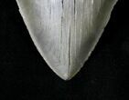 Huge, Serrated Megalodon Tooth - South Carolina #19042-2